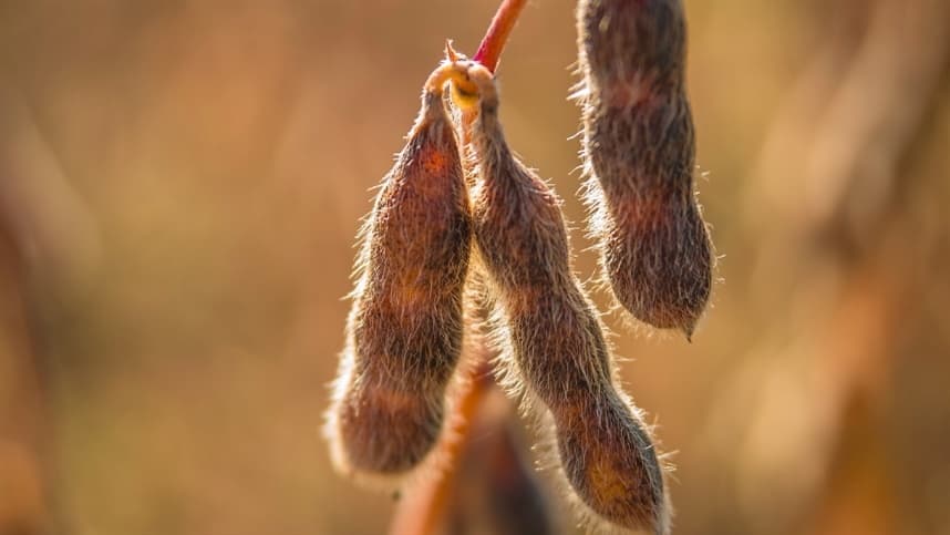 CNA pede revisão no sistema de royalties para agricultores