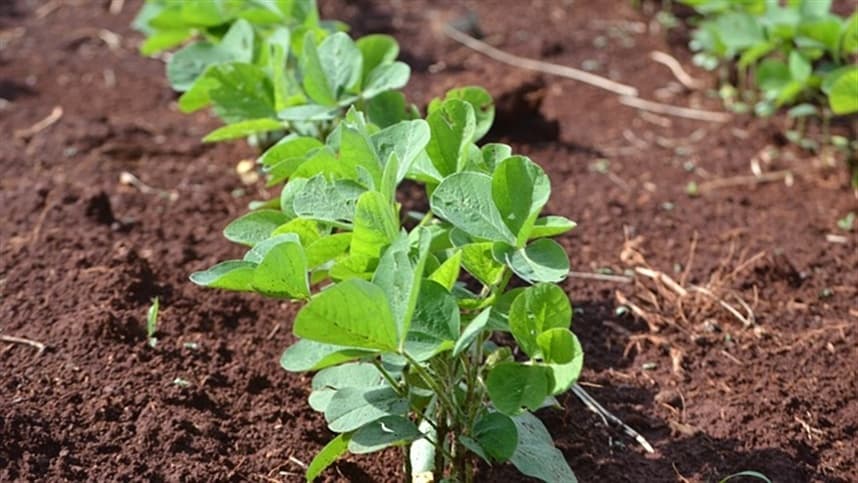 Soja: como a semana terminou para a commodity?