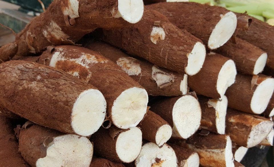 Produçao de mandioca restringida; feijão tem queda de preços