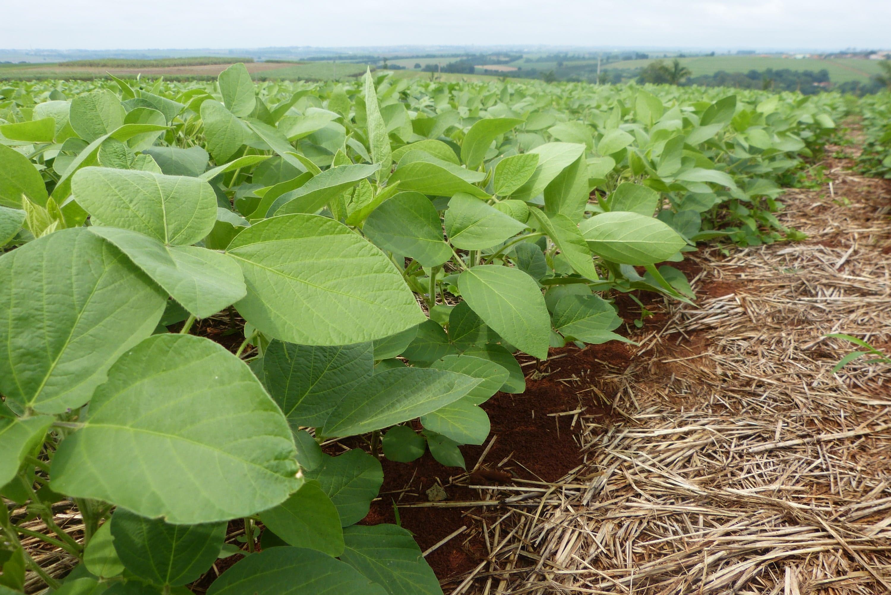 Bioma lança primeiro fungicida nacional de metabólitos para soja