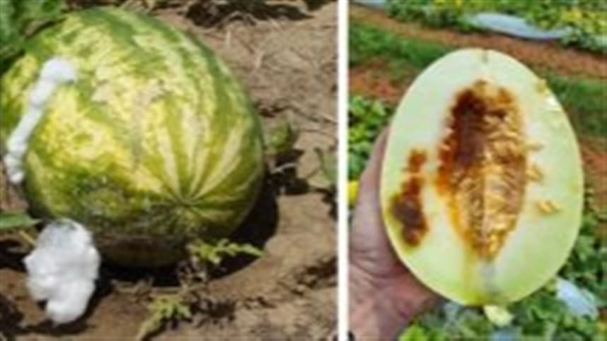 Campanha alerta sobre riscos de sementes irregulares no Brasil