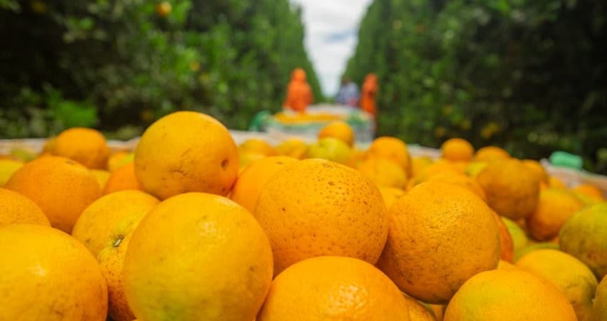 Safra de laranja em SP cresce, mas queda prematura impacta produção