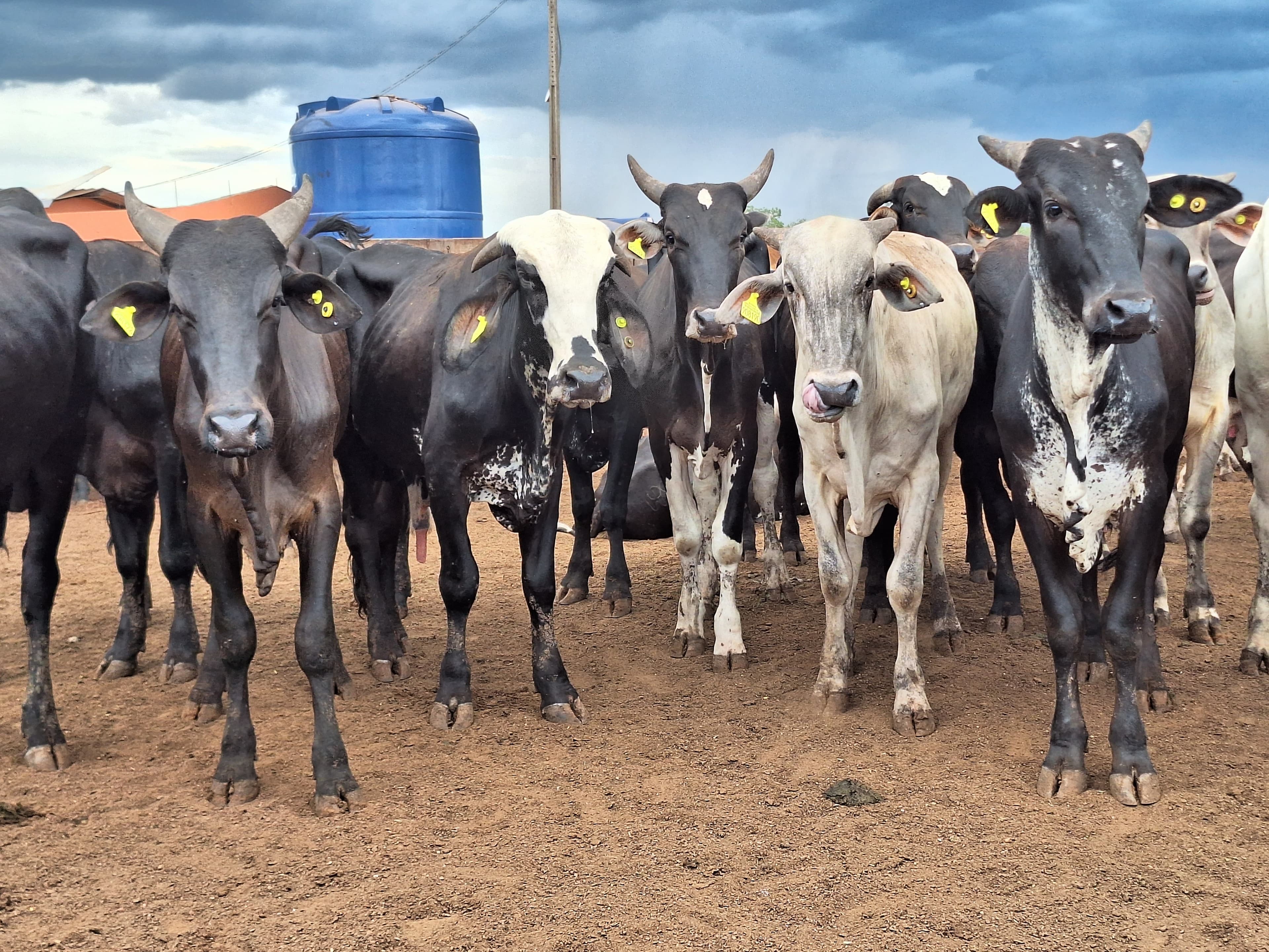 Alta nos preços do boi gordo com a Páscoa se aproxima