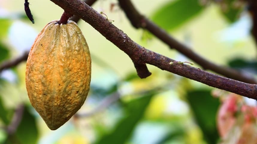 Cacauicultura: nutrição eficiente é crucial para aumentar a produtividade