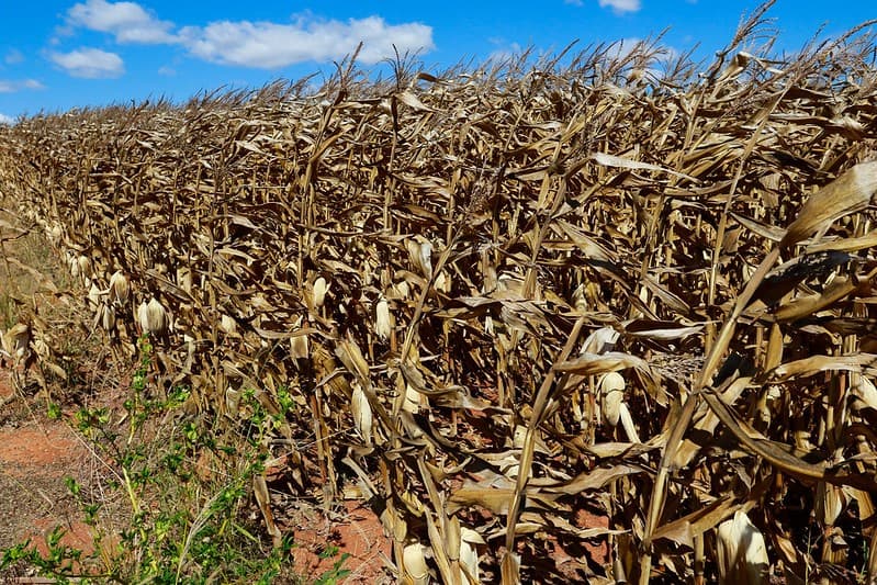 Milho em Mato Grosso atinge recorde de 57,39 milhões de toneladas