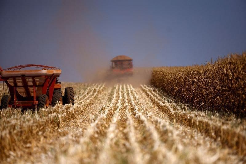 Colheita do milho na Argentina preocupa com 47% atrasada