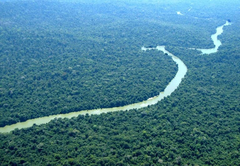 Amazônia: Estudo revela espécies cruciais para recuperação da floresta
