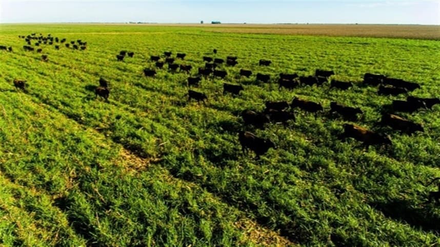 Produção de "Boi Safrinha" impulsiona lucratividade no Cerrado