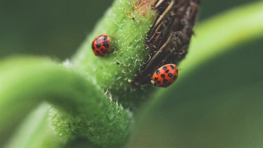 Organizações pedem ao Congresso por leis favoráveis aos bioinsumos