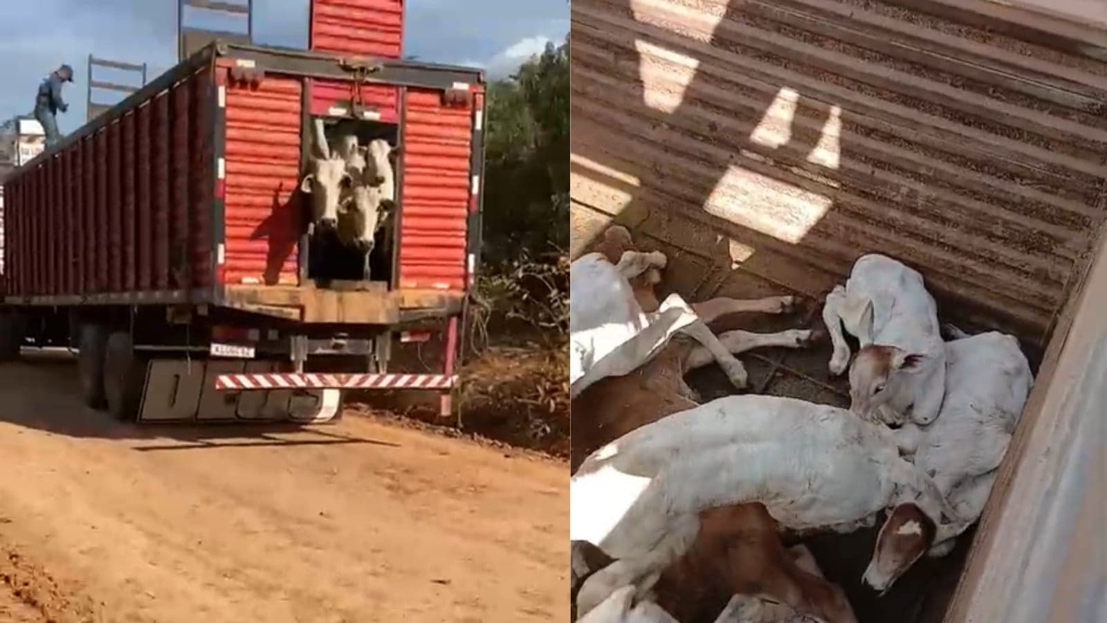 Conflito em São Félix do Xingu destaca tensão rural e ambiental