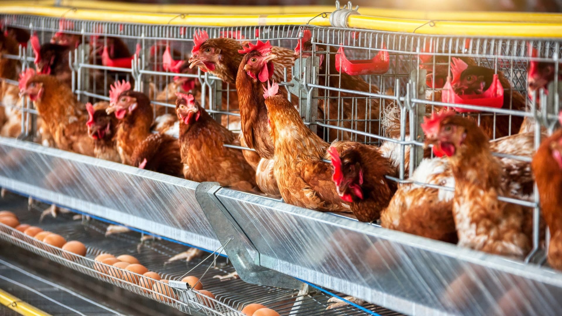 Recorde na Produção de Galinhas e Ovos é Alcançado no Brasil