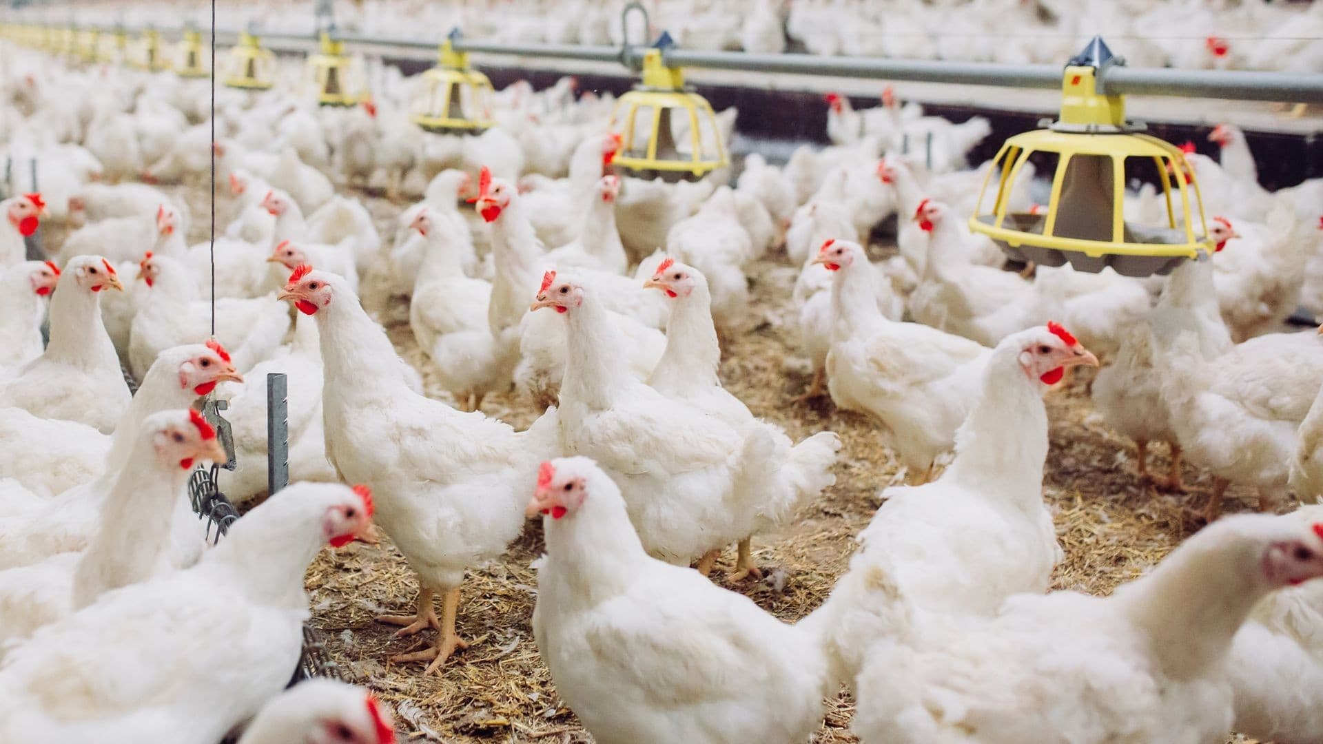 Preços do frango vivo sobem em maio e melhoram poder de compra do avicultor