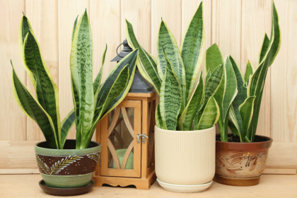 Plantas que Transformam a Energia do Seu Lar