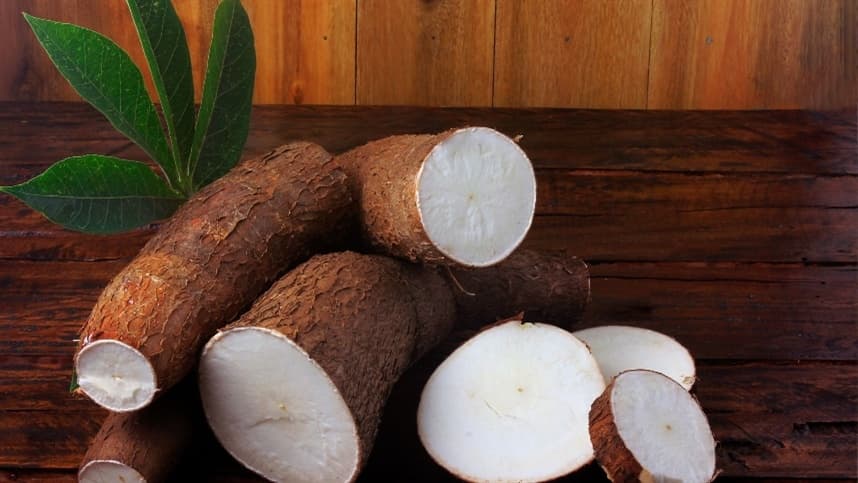 Retomada gradual da colheita de mandioca acompanha as demandas do mercado