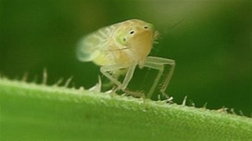 Cigarrinha-do-milho ameaça comprometer até 80% da safra de milho