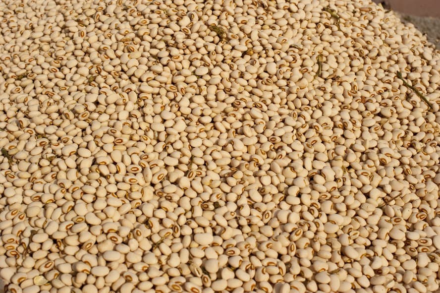 Produção reduzida de feijão no RS impede Brasil de importar o produto, afirma Ibrafe