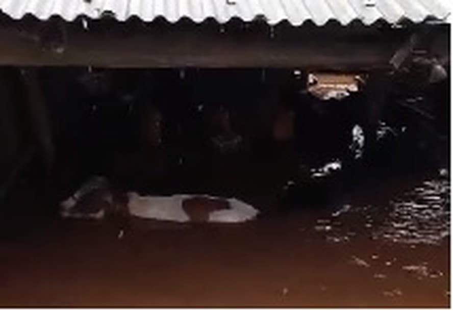 Resgate de mais de 500 bois em enchente no Rio Grande do Sul