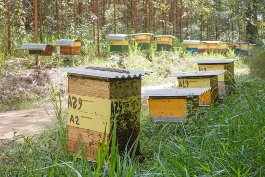 Siderúrgica do interior de SP contribui para aumento da renda de apicultores