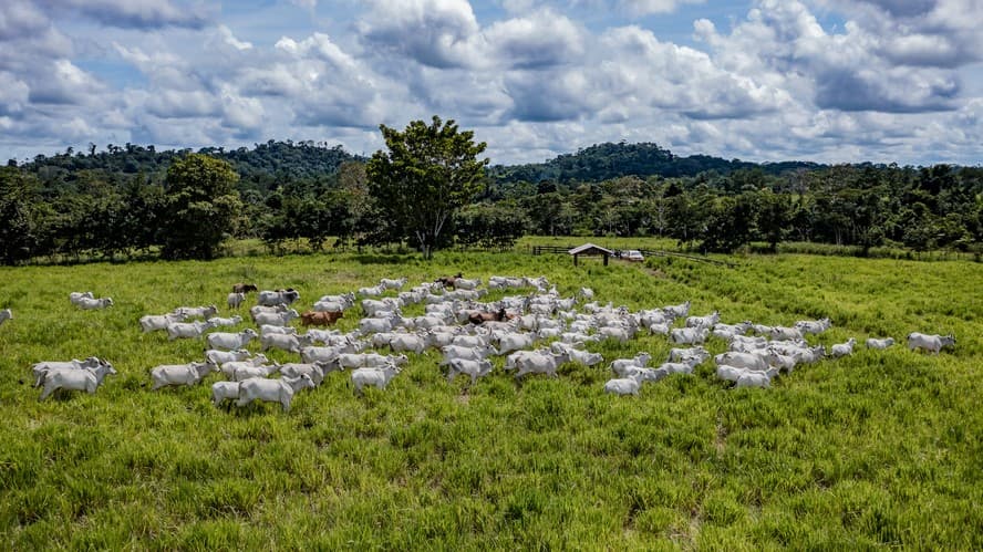 Estabilidade no preço do boi gordo com oferta de animais em alta