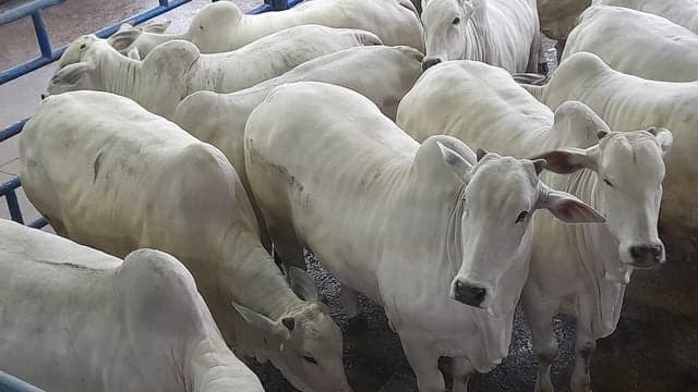 Produção de carne de bovinos aumenta, enquanto de frangos e suínos diminui no 1º trimestre de 2024