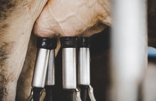 Preço do leite ao produtor segue em alta, acumulando valorização de 13% no trimestre