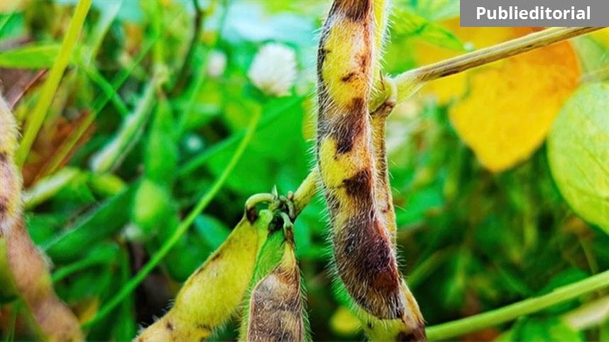 ADAMA é a primeira empresa a registrar 4 fungicidas para combate da podridão das vagens e grãos na soja