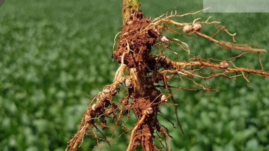 O Potencial de Biocontrole no Manejo de Nematóides Fitoparasitas: Estratégias com Pseudomonas