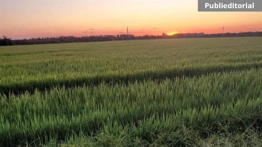 Melhorando a qualidade do arroz através de uma adubação criteriosa