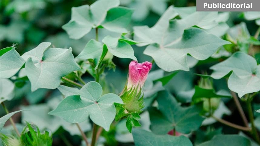 Entenda o aumento da expressividade da mancha ramulária e os desafios do manejo sustentável