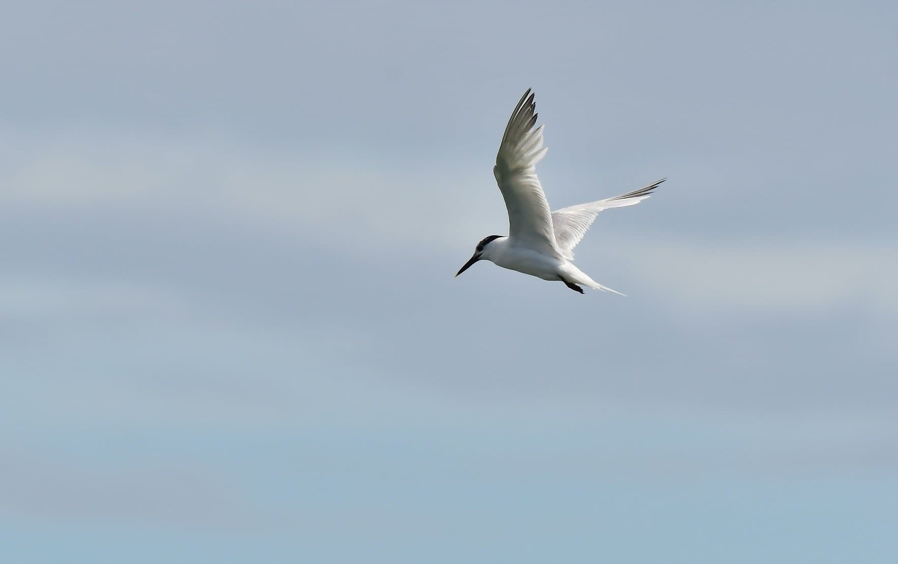 Governo federal estende estado de emergência devido à gripe aviária