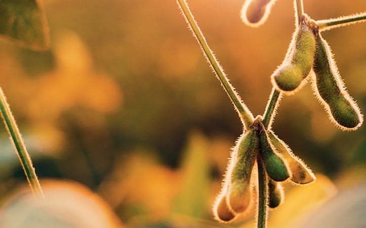 Mercado da soja em Chicago opera no vermelho com dólar forte e realização de lucros