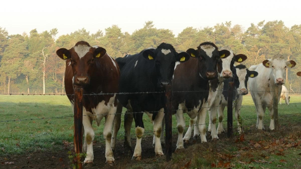 Oferta elevada de boi gordo mantém preços em queda