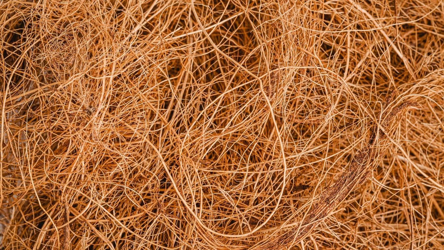 Salvador será palco do Encontro Global de Fibras Naturais