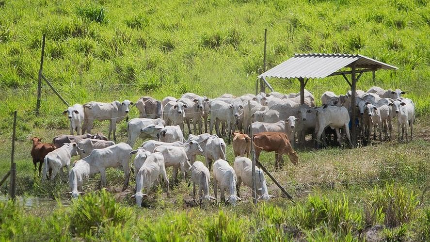 Preço do boi gordo cai 1,02% na primeira quinzena do mês