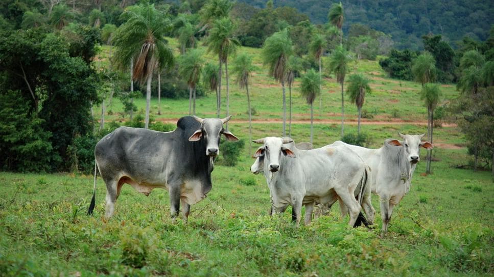 Regulamentação na pecuária visa diminuir desmatamento