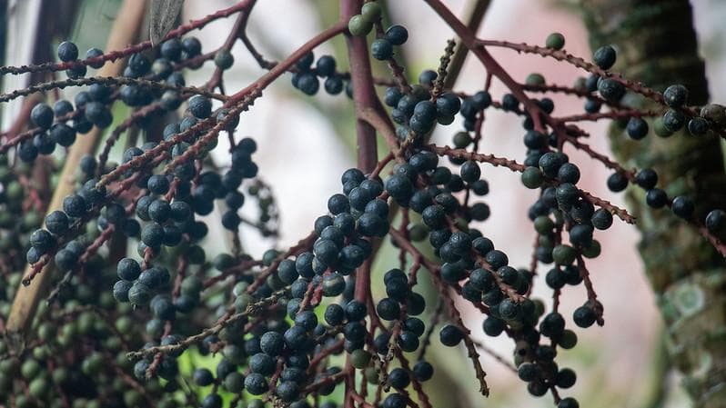 Extrativistas fecham acordo de exportação de açaí em pó