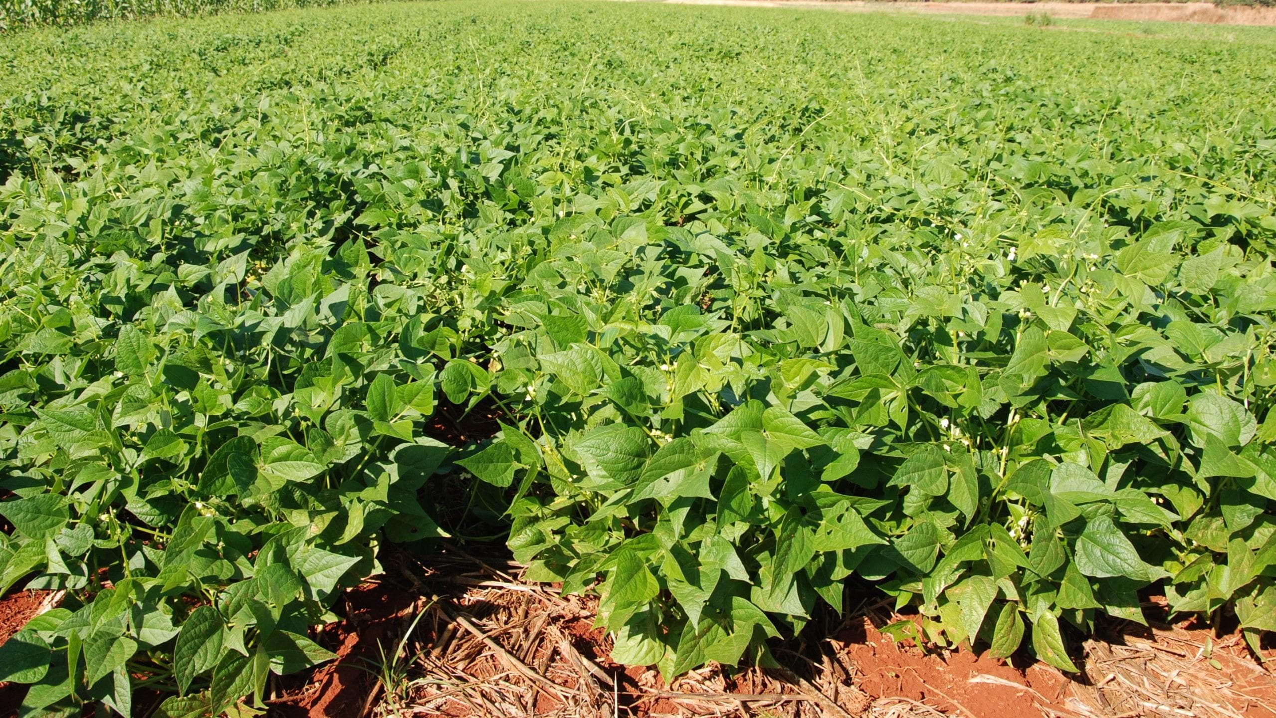 Práticas agrícolas sustentáveis promovem diversidade do solo e proteção às plantas