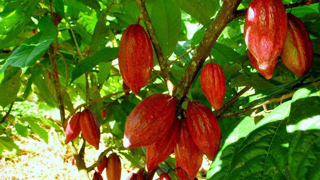 Iniciativas promovem produção sustentável de cacau cultivado por mulheres