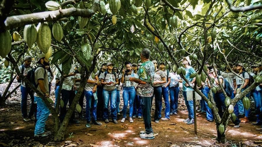 Com valorização no mercado, cacau se torna atrativo para jovens em Rondônia