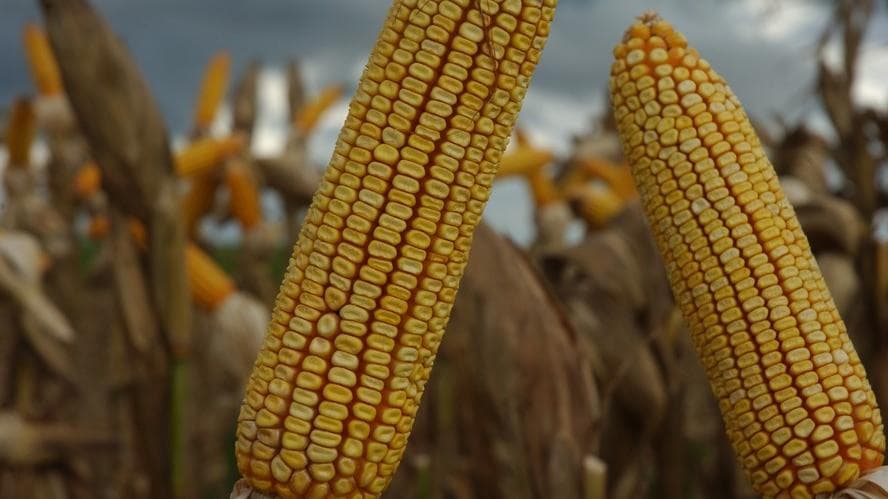 LongPing premia produtividade de milho com R$ 10 milhões em prêmios