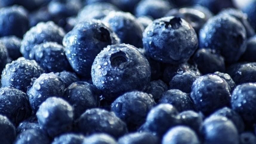 Agricultores familiares do DF são encorajados a produzir mirtilo