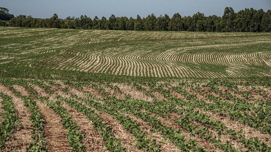 Governo estabelece período de vazio sanitário da soja para safra 2024/25