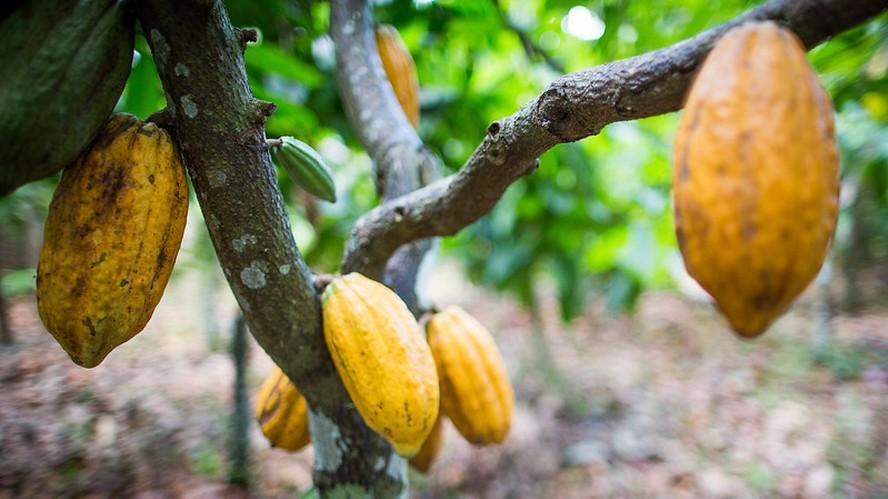 Preços do cacau e do açúcar têm queda significativa em Nova York