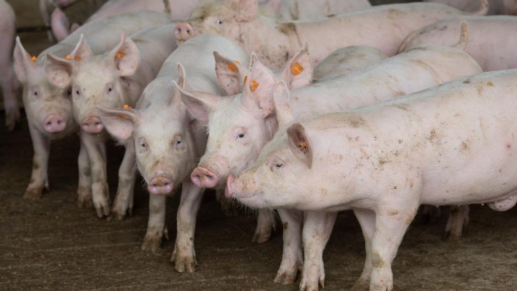 Suínos: Criadores enfrentam queda no poder de compra devido ao aumento do preço do farelo