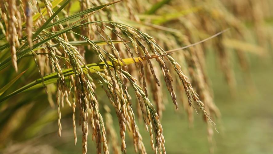 Ruralistas tentam barrar importação de arroz para proteger produção nacional