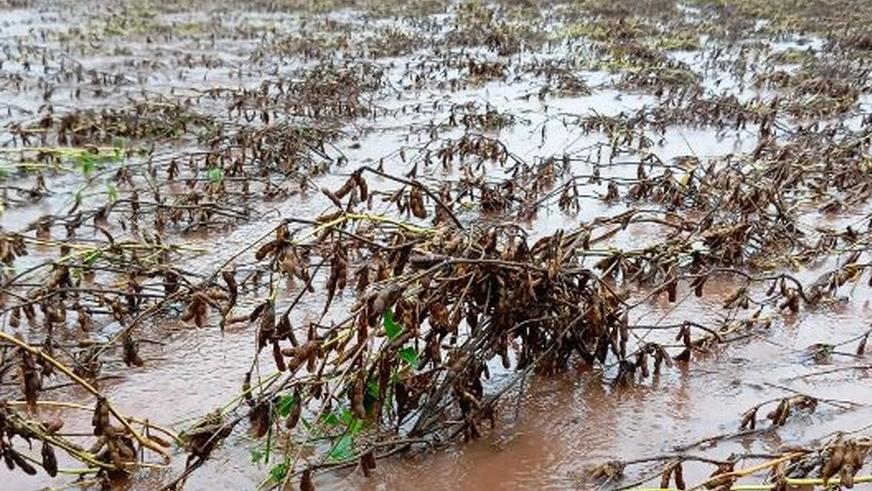 Produtores de soja enfrentam prejuízos e deixam lavouras no Rio Grande do Sul