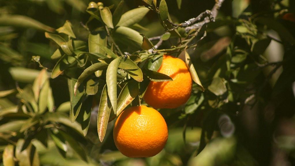 Colheita de laranja atinge menor volume em mais de três décadas devido ao clima desfavorável e greening