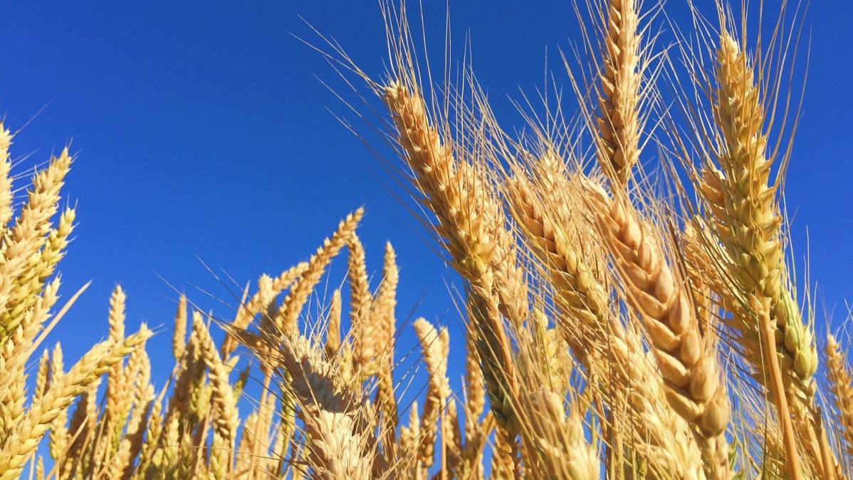 Menor margem de lucro do trigo pode levar a redução na área plantada nesta safra