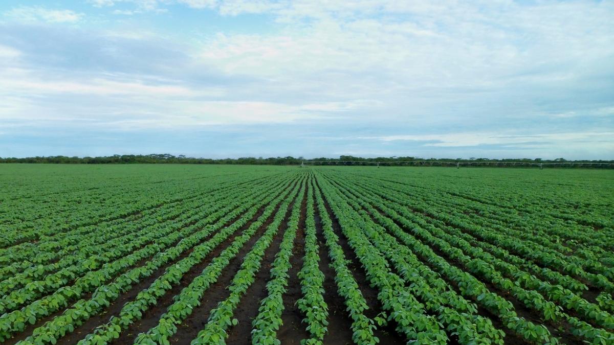 Governo estabelece sanções para falhas no financiamento agrícola