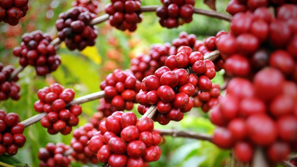 Possível aumento na produção de café conilon no Brasil supera a do Vietnã em dois anos